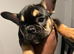 Male French Bulldog Puppy Looking for His Forever Home