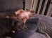 Blue staffy bitch (Betty) for sale