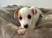Pure bread jack Russell male.