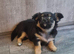 3 Little Chihuahua puppies Looking for Home.