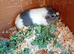 Male guinea pigs