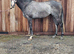 4yr Grey Gelding Ror