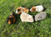 Beautiful Baby Guinea pigs Rex & Rosette 5 weeks old