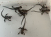 Baby bearded dragons
