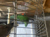 Australian king parrot female