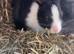 Dutch x lion head Rabbit last one left ready to go