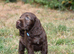 Ready Now Kc Reg Show Type Cocker Spaniels