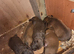 Chocolate, patterdale pups, ready in 4 weeks!