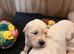 Exceptional Golden Retriever puppies