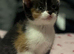 Beautiful kittens available ready now