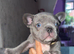 PUPPIES READY TO GO NOW