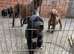 Staffy puppies