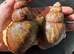 Breeding pairs Archachatina Rhodostoma