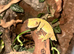 Crested Gecko & Bio Active Terrarium