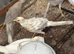 Peach golden pheasant pairs, 2026 hatched
