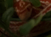 Juvenile corn snake