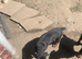 Male Rottweiler pup