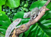 Sambava Male Panther Chameleon at Birmingham Reptiles