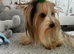 ️ Beautiful Yorkshire Terrier Biewer ️