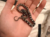 Snakelet corn snakes ( babies)