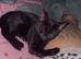 Black kitten