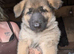 Beautiful litter of German shepherd puppies