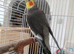 Male cockatiel