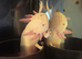 Selling my axolotl