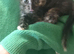 Beautiful female kitten