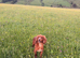 Lovely female spaniel