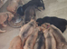 German shepard/alsation x dalmation puppies 10 German Shepard x Dalmation puppies available 24/8/26 mum and dad can be seen. All puppies will have mic