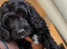 Cockapoo puppy