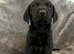 KC registered working black labrador puppies