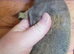 Skinny pig Babies male and females available now