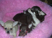 Full breed Chihuahua puppies 3 boys only now