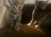 Beautiful tabby kittens available