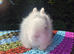 STUNNING TEDDYDWERG BABIES- PARENTS IMPORTED FROM EUROPE