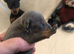 1 blue boy only parents 2.5kg