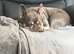 French bulldog