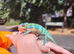 Panther chameleon male