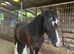 Stunning 15hh cob, 8 years old