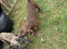 Presa canario x American bulldog pups ready for their forever home