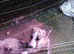 Whippet puppies