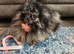 Tri Merle Pomeranian