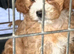 Cavapoo puppies