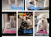 Merle producer american bulldog