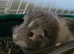 male guinee pig