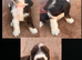 Cocker spaniel puppies