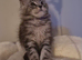 Beautiful black silver tabby mainecoon kittens