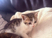 Beautiful little kittens